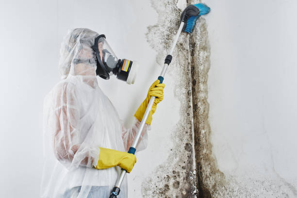 Best Industrial Mold Remediation in Stratford, NJ