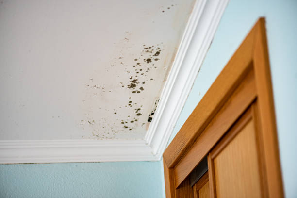 Stratford, NJ Mold Remediation Company